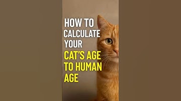 How to Convert Cat Age to Human Years Accurately!