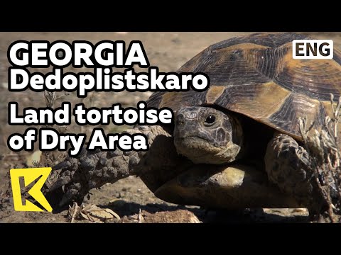 【K】Georgia Travel-Dedoplistskaro[조지아 여행-데도플리스츠칼로]건조지대의 초입에서 만난 육지 거북이/Land Tortoise/Dry Area