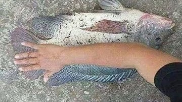 Câu Đàn Cá Rô Phi Khủng Giật Thích Tay - Con Cá To Kéo Sướng Quá