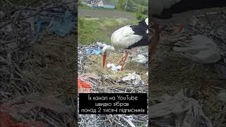 У селі Леляки на Полтавщині запустили цілодобовий стрім з гнізда лелек