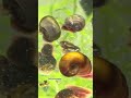 Started With a Few Snails… Now Look at This 🐌