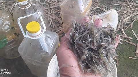 Cách Làm bẫy tép bằng can nhựa,tái sử dụng những thứ bỏ đi