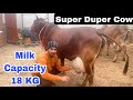 8569877229 📱 Super Duper Cows 😍 Must Watch These Beautiful Goddess || Atul Bishnoi