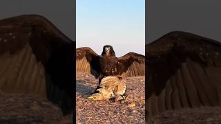 Kazakhstan 🇰🇿 Golden Eagle 🦅 Destroys Garden While Hunting an Innocent Bird 🐦 | Unbelievable Power!💥