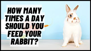 How Many Times A Day Should You Feed Your Rabbit?