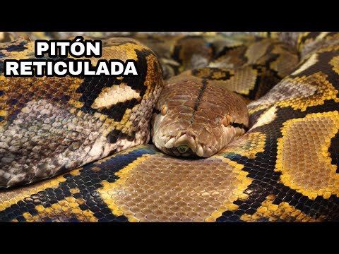 Video: La pitón reticulada es la serpiente más grande del mundo