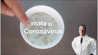 Así matas al virus (para salvar vidas) by Dr. Salomon (Ni una Dieta más) 2,041,474 views 4 years ago 3 minutes, 3 seconds