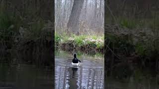 Male Hooded Merganser calling for his mate