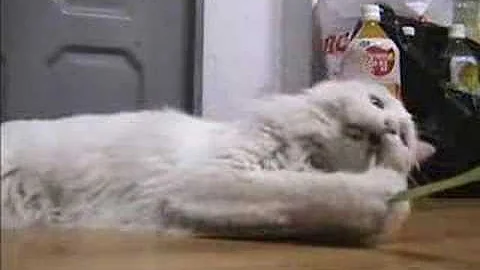 Video 2856341: turkish angora playing