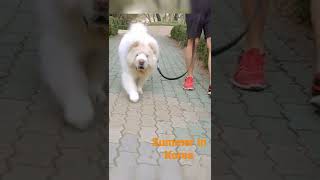 Life with a Chow chow | Walking the dog