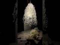 DIY Coffee Jar Flower Light 💡🌸 Hot Glue🔥 + Ice🧊 = This ?! #diy #shortvideo