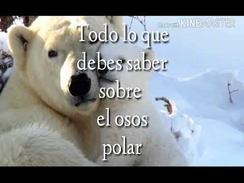 Vídeo: 31 Datos Del Oso Polar Que Todos Deberían Saber - Matador Network