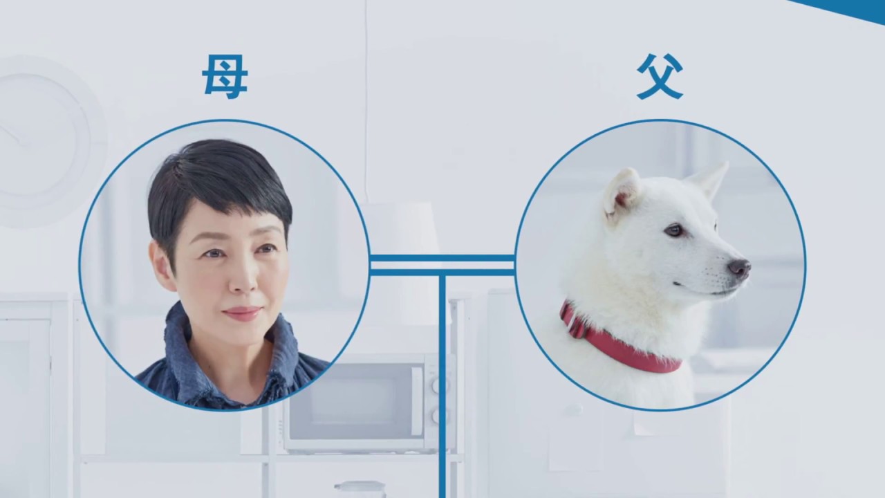 White Family SoftBank Dog CM #384. 