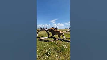 Clash of Titans: Lion vs Giant Python An Epic Battle Caught on Camera#youtubeshorts #animals