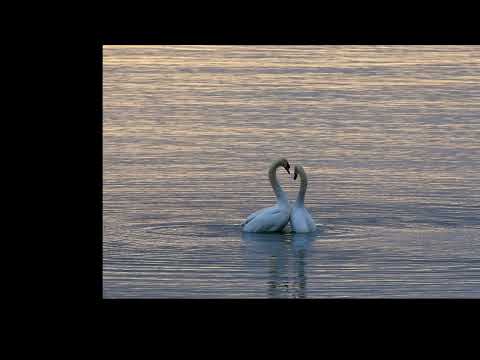 أنا الذي إ ن ص ب ا أو ش ف ه غ ز ل فل ل ع فاف و ل لت قوى مآز ر ه أبو فراس الحمداني