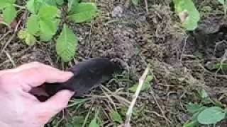 Brutal settling of accounts with a mole!