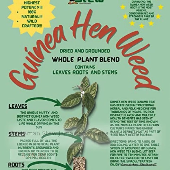 Rastaman Stew Jamaican Guinea Hen Weed Anamu Tea Leaves Stems and Roots Grounded and Blended Wilc...
