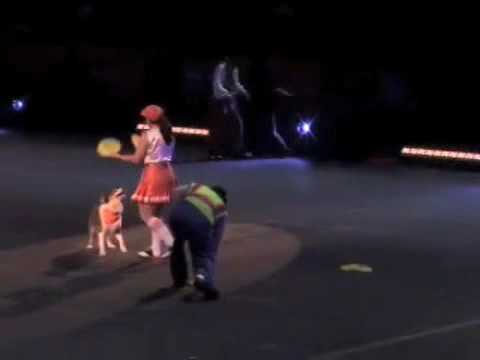 Gail Mirabella Circus Dog Act Highlights -- Ringling Blue Unit