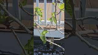 Valle San Giovanni. More Average Breba Count