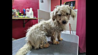 Abandoned Maltese is waiting for a home - Grooming transformation for Maltese dog #rescuedog
