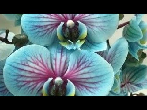 3:24 3:24 Now playing, j❤️ jésus🌹Aujourdhui au fil des jours je rend Gloire à Dieu en Parole & prière 💌 24 décembre 2024