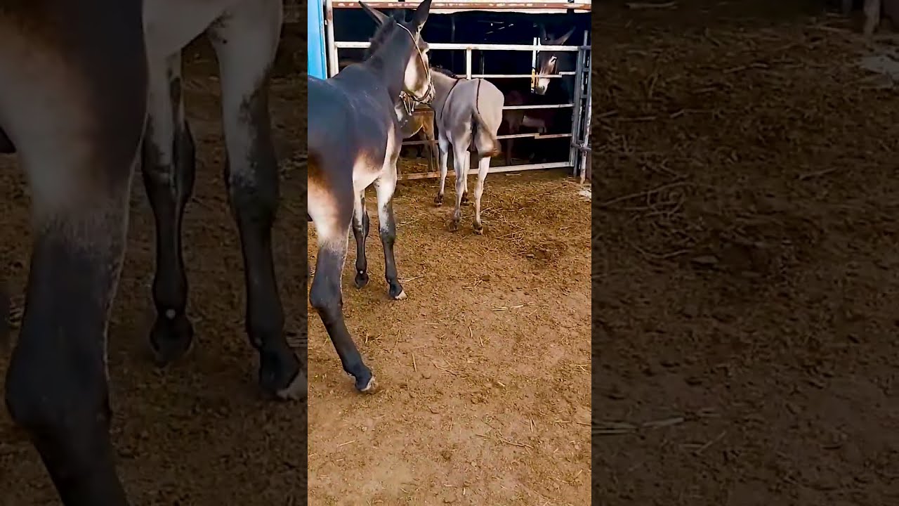Donkeys Live Among And Horses 81
