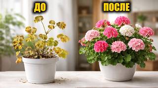Герань сроду так не цвела! Бабушкин рецепт подкормки для пышного цветения любых цветов!