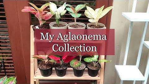 My Aglaonema Collection 2020 | Koleksi Tanaman Aglaonema 2020