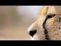 Wildebeest and Cheetah Interaction Analysis
