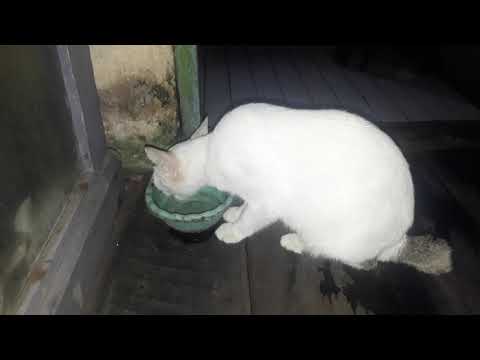 Video: Mengapa Kucing Saya Tidak Suka Catnip?