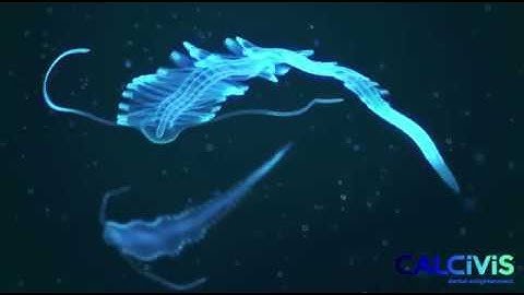 Calcivis bioluminescence