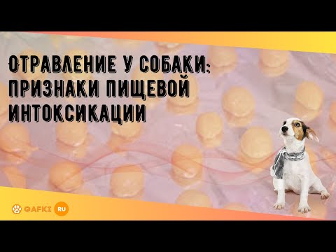 Видео: Цинковый токсикоз у собак - отравление пенни