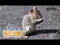 《远方的家》吉林长白山国家级自然保护区 长白山动物越冬记  20190221 | CCTV中文国际