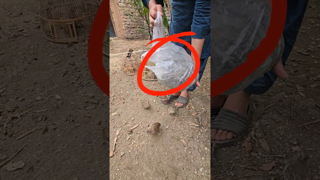 feed For Partridge Chicks | 