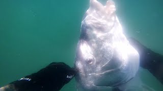 Solo Spearfishing South Africa Catch and Cook 19kg Steenbras