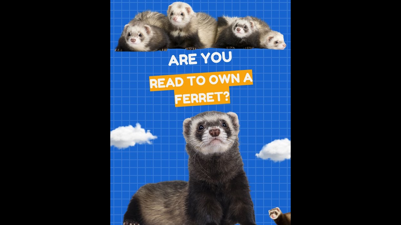 Are You Ready to Own a Ferret ?