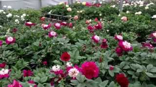 Peony Flowers - www.peonyshop.com