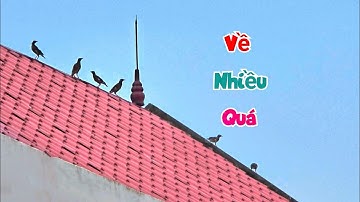 Tưởng Mất Chim Sáo Ai Ngờ Nó Rủ Thêm Cả Đàn Ở Ngoài Tự Nhiên Về Nhà Luôn / Quế Nghịch