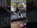 Disuruh mandi malah nyanyi 🎶