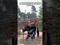 A Powerful Display Of Strength And Determination In The Rural Highlands