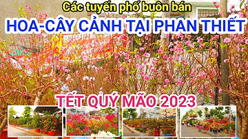 Các Tuyến Phố Bán Hoa Cây Cảnh Tại TP Phan Thiết Ngày Cận Tết Quý Mão 2023