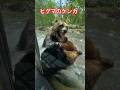 ヒグマのケンカ#ヒグマ#北海道#ベアマウンテン#熊#クマ#自然#オソ18#エゾヒグマ#くま#駆除#狩猟#ハンティング#罠#bear#巨大#凶暴#恐怖#ケンカ