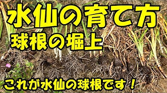 水仙 Youtube