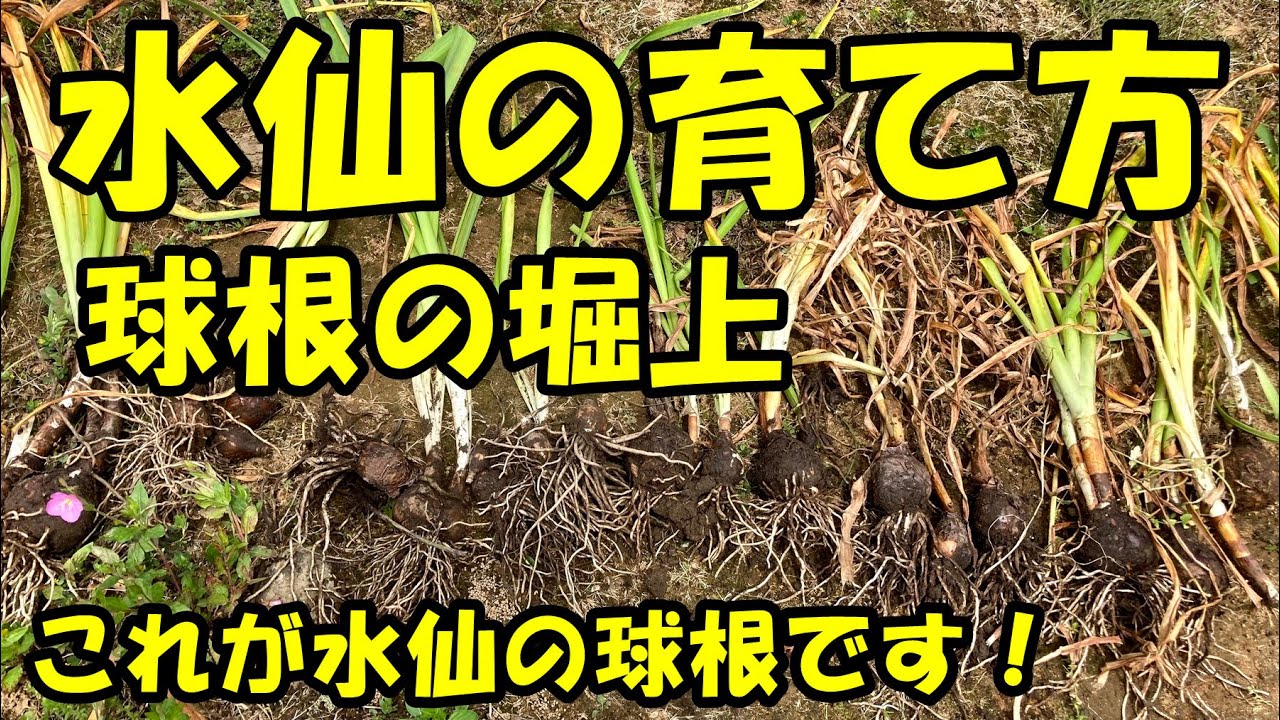 水仙の育て方 球根の堀上 Youtube