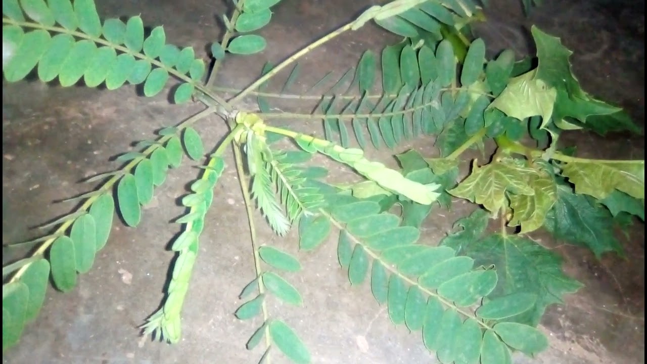 Ukuroga araza yivuge umumenye.