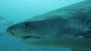 Beqa Lagoon Tiger shark dive, May 2024