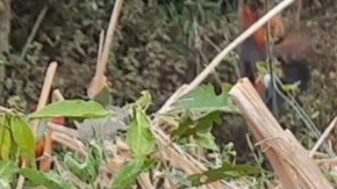 dib qaib qub tuaj zoo tiag2 li tia si khuv xim kawg li os tseem pom kuv lawm thiab 14/2/2021