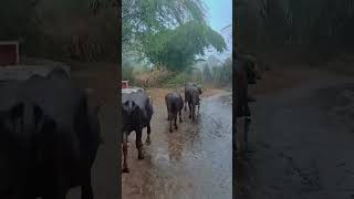 #baffalo #shortsfeed #trending #viral #shorts #gurjar #kk_vlog #cow #view10m
