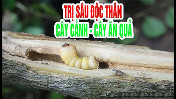 Ai cũng phải cần | Thuốc trừ sâu đục thân cho cây ăn quả và cây cảnh