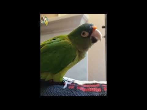 Perico frente naranja